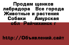 Продам щенков лабрадора - Все города Животные и растения » Собаки   . Амурская обл.,Райчихинск г.